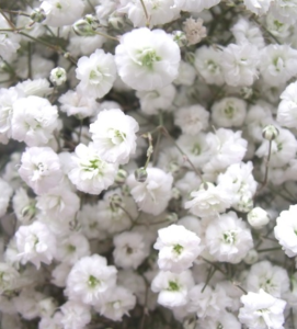 Babys Breath - SBE Wholesale Flowers