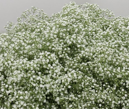 Babys Breath - SBE Wholesale Flowers