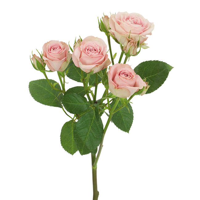 Spray Roses - SBE Wholesale Flowers